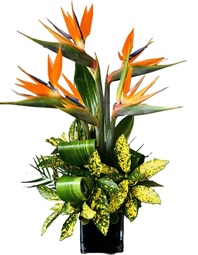 Our Medford Flower Shop is ready to fill your flower needs