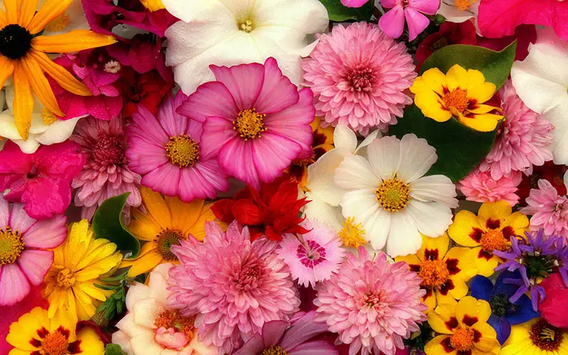 birthday Flowers by Medford Florist