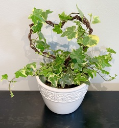 Ivy Topiary Plants