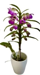 Dendrobium Orchid Plant 