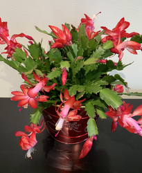 Christmas Cactus