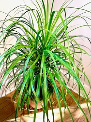 Ponytail Palm