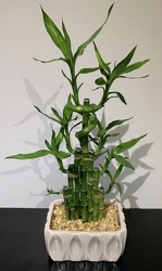 "Lucky" Bamboo  