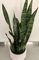 Sansevieria Zeylanica or "Snake Plant" 