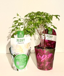 Peony Plant 