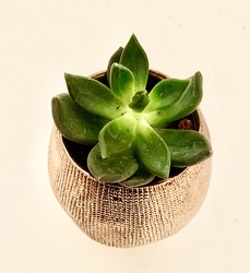 2" Succulent in " Copper"-tone Ceramic Pot 