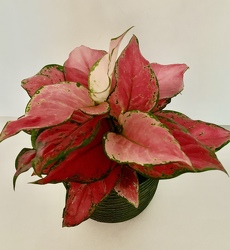 Aglaonema "Brain Freeze" Favonian