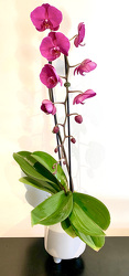 Cascade Phalaenopsis Orchid plant