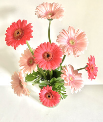 Simply Gerbera Daisies