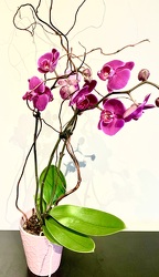 Fabulous Phalaenopsis Orchid
