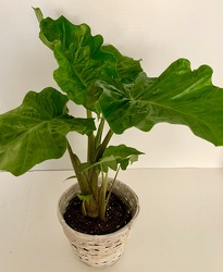 Alocasia Low Rider  -  Elephant's Ear