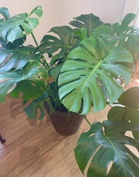 Monstera Plant