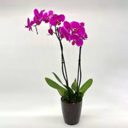 Fabulous Phalaenopsis Orchid 