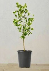 Kumquat Tree 