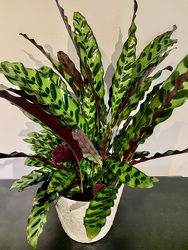 Rattlesnake Calathea