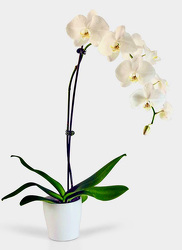 Fabulous Phalaenopsis Orchid