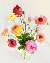 Just Ranunculus