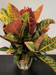 Croton plant