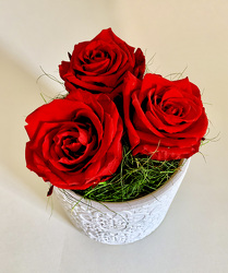 Preserved Roses - last for months! 