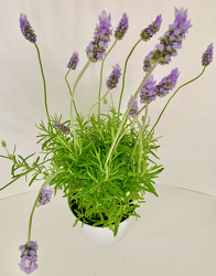 Lavender Plant 