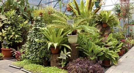 Indoor Foliage Plant