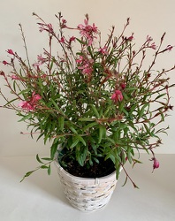 Gaura "Bee blossom"