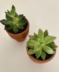 2" diameter Succulent in Terra-Cotta pot cover 