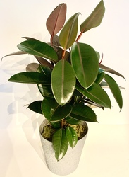 Rubber Plant 