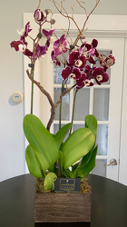 Multi-stem Phalaenopsis Orchid