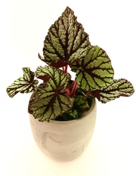 Rex Begonia