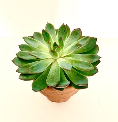 4" Terra-Cotta Pot with Succulent 