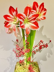 Amazing Amaryllis