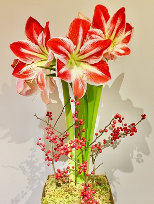 Amazing Amaryllis