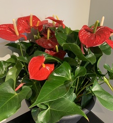 Anthurium - the "heart" plant