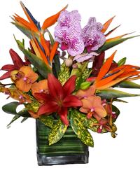 Tropical Designer's Choice