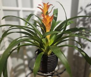 Bromeliad Plant Bromeliad Plant