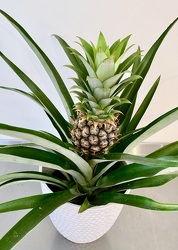 Pineapple Plant 