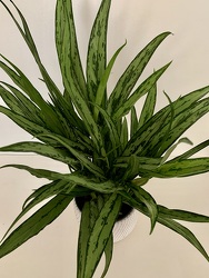 Aglaonema Cutlass Chinese Evergreen 