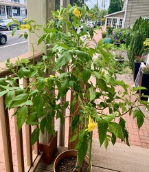 Tecoma Esperanza Yellow Bells standard plant