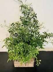 Jasmine Plant 