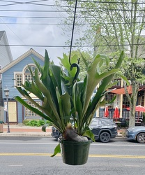 Staghorn Fern - Platycerium