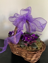 Violet