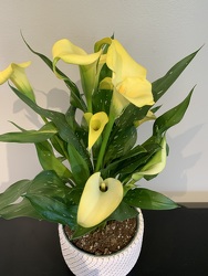 Mini-Calla Lily plant 