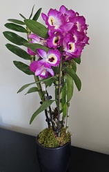 Dendrobium Orchid Plant 