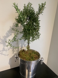 Rosemary Topiary in Ice Bucket 