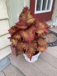 Coleus Topiary 