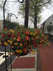 Summer Hanging Basket 