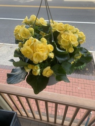 Rieger Begonia Hanging Basket 