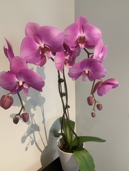 Fabulous Phalaenopsis Orchid