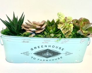 Succulent Garden Tin Planter 